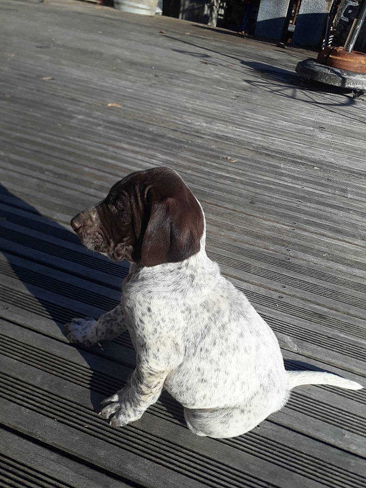 Saska participe au concours pour gagner de l'argent avec cette photo : black, carnivore, companion_dog, dog, dog_breed, flooring, fur, kitchen_utensil, leash, liver, mammal, sidewalk, snout, sporting_group, tail, toy, vertebrate, white, wood, working_animal