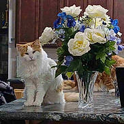 Tigger joined the competition — help win amazing prizes! cat, flower, bouquet, vase, kitchen, countertop, orange_cat, white_cat, indoor, wooden_cabinet, plant, pet, feline, domestic_animal, table, green_leaves, fluffy, relaxing, home, decor