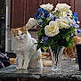 cat, flower, bouquet, vase, kitchen, countertop, orange_cat, white_cat, indoor, wooden_cabinet, plant, pet, feline, domestic_animal, table, green_leaves, fluffy, relaxing, home, decor