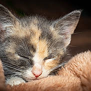 Pepper is registered to the contest to win money with this photo: kitten, cat, sleeping, close_up, fur, whiskers, ears, nose, blanket, soft, cozy, pet, animal, cute, rest, relaxation, feline, indoors, warm, nap