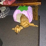 Barley joined the competition — help win amazing prizes! animal, brown_dog, carpet, collar, cozy, dog, domestic, floor, furniture, household_items, indoor, paper, pet_bed, quiet, relaxed, resting, sleeping, snack_bag, strawberry_bed, wooden_table