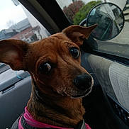 Barley is registered to the contest to win money with this photo: animal, brown_dog, canine, car, closeup, companion, curious, dog, harness, interior, leash, looking_back, pet, road_trip, seat, side_mirror, transport, travel, vehicle, window