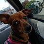 animal, brown_dog, canine, car, closeup, companion, curious, dog, harness, interior, leash, looking_back, pet, road_trip, seat, side_mirror, transport, travel, vehicle, window