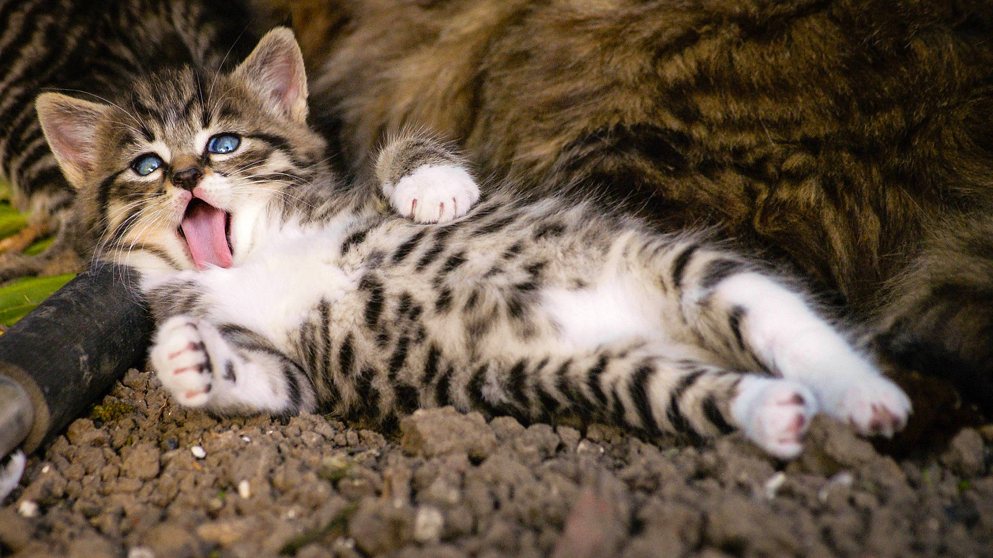 Radjah participe au concours pour gagner de l'argent avec cette photo : aegean_cat, american_shorthair, american_wirehair, asian, california_spangled, carnivore, cat, domestic_short_haired_cat, dragon_li, european_shorthair, felidae, kitten, mammal, norwegian_forest_cat, pixie_bob, small_to_medium_sized_cats, tabby_cat, vertebrate, whiskers, wild_cat