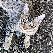 Jasper joined the competition — help win amazing prizes! cat, tabby_cat, animal, pet, feline, outdoor, ground, rocks, curious, looking_up, whiskers, ears, fur, paws, nature, close_up, mammal, young_cat, stripes, eyes