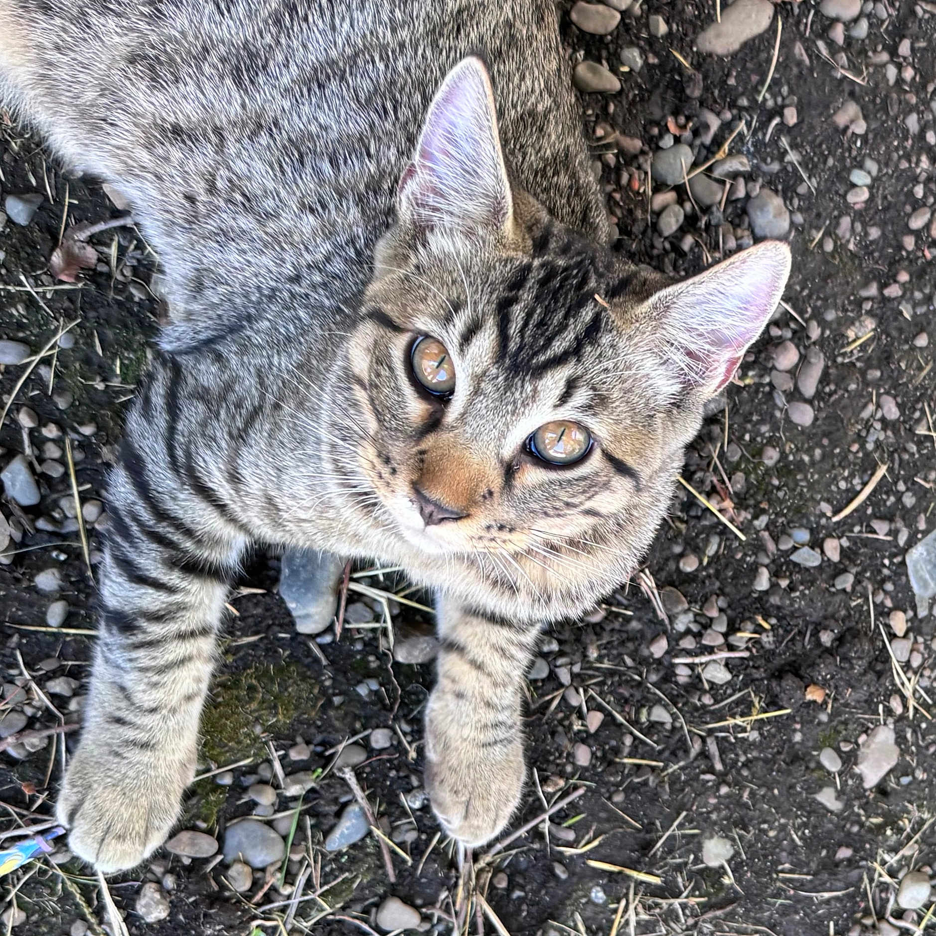 Jasper joined the competition — help win amazing prizes! animal, cat, close_up, curious, ears, eyes, feline, fur, ground, looking_up, mammal, nature, outdoor, paws, pet, rocks, stripes, tabby_cat, whiskers, young_cat
