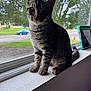 cat, tabby, window_sill, indoor, daylight, greenery, car, tablet, curious, pet, feline, whiskers, ears, tail, sitting, portrait, domestic, house, natural_light, blurred_background