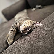 Jasper joined the competition — help win amazing prizes! animal, blurred_background, brown, cat, closeup, comfort, couch, cozy, domestic_animal, fur, furniture, home, indoor, nap, pet, relaxation, resting, sleeping, tabby, whiskers