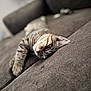 cat, tabby, sleeping, couch, brown, furniture, pet, indoor, relaxation, cozy, nap, whiskers, fur, closeup, domestic_animal, comfort, home, animal, resting, blurred_background