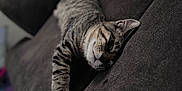Jasper is registered to the contest to win money with this photo: animal, cat, couch, cozy, cute, domestic_animal, feline, fur, home, indoor, mammal, paw, pet, quiet, relaxation, resting, sleeping, striped, tabby, whiskers