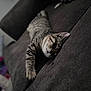 cat, tabby, sleeping, couch, indoor, pet, feline, resting, striped, cozy, fur, paw, whiskers, relaxation, domestic_animal, home, animal, mammal, cute, quiet
