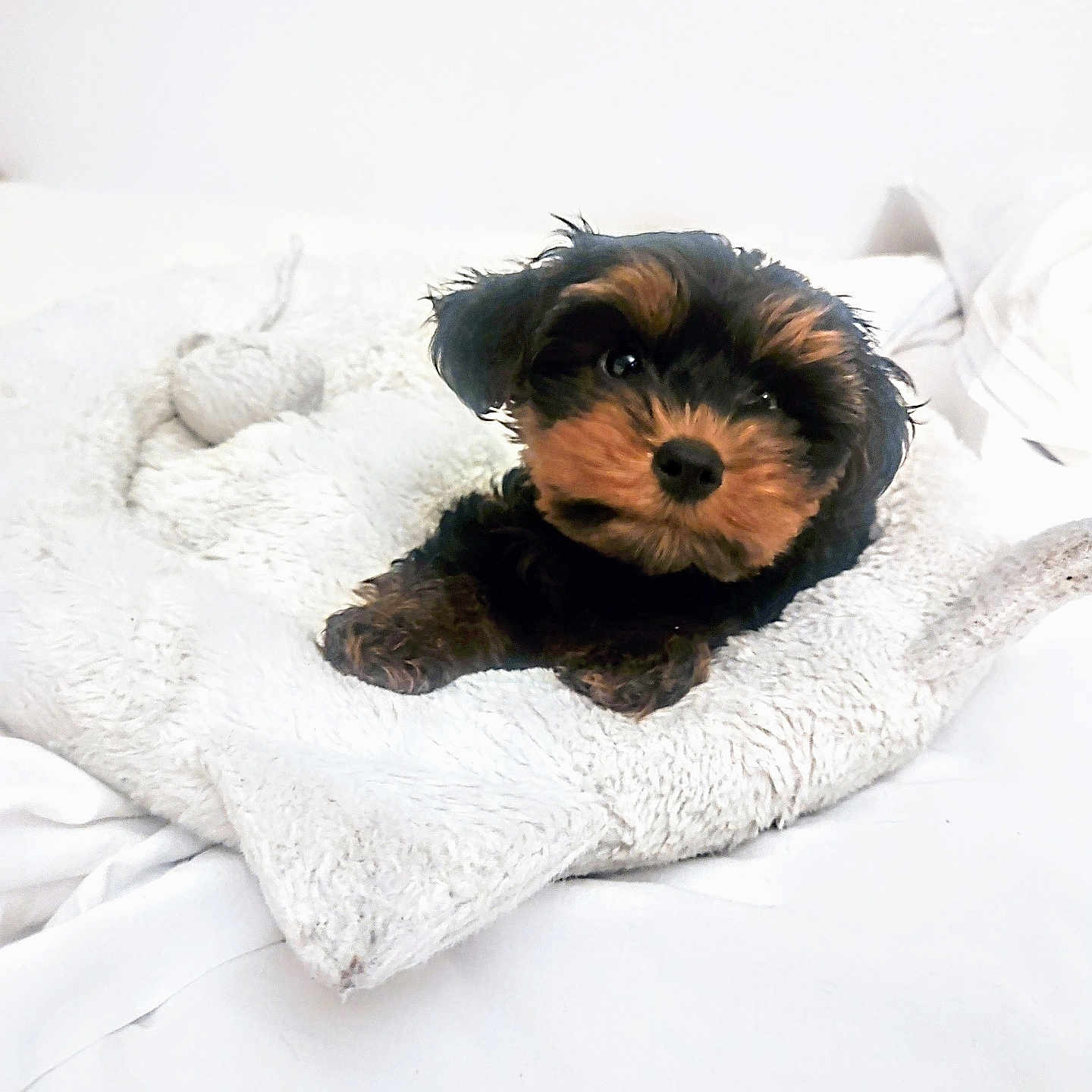 Relish is registered to the contest to win money with this photo: animal, bed, bedroom, blanket, canine, cockerspaniel, couch, dog, furniture, homedecor, indoors, linen, papillon, person, pet, poodle, puppy, room, sleeping, terrier