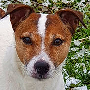 Jack participe au concours pour gagner de l'argent avec cette photo : dog, close_up, brown_and_white, fur, animal, pet, outdoor, grass, snow, nature, canine, ears, face, eyes, nose, whiskers, winter, curious, portrait, muzzle