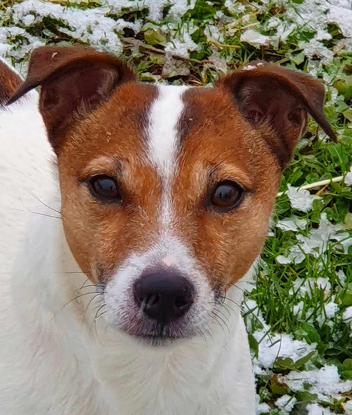 Jack participe au concours pour gagner de l'argent avec cette photo : dog, close_up, brown_and_white, fur, animal, pet, outdoor, grass, snow, nature, canine, ears, face, eyes, nose, whiskers, winter, curious, portrait, muzzle