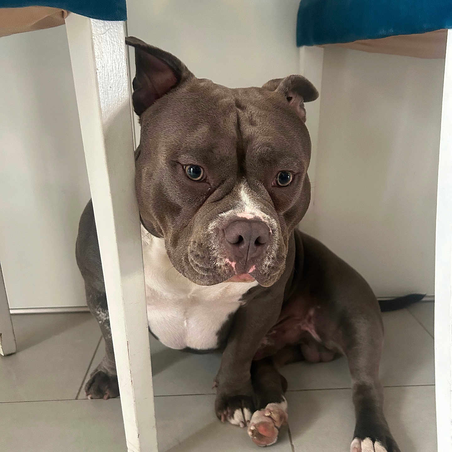 Vay a rejoint le concours — aidez-le/la à gagner de superbes lots ! animal, bostonbull, boxer, bulldog, canine, dog, dogbed, frenchbulldog, hardwood, indoors, interiordesign, pet, pitbull, pointer, puppy, snout, wood