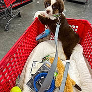 Koda joined the competition — help win amazing prizes! accessories, animal, bag, ball, basket, canine, creditcard, dog, handbag, indoors, person, pet, puppy, racket, shoppingcart, sport, tennis, tennisball, tennisracket, text