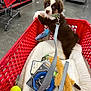 accessories, animal, bag, ball, basket, canine, creditcard, dog, handbag, indoors, person, pet, puppy, racket, shoppingcart, sport, tennis, tennisball, tennisracket, text