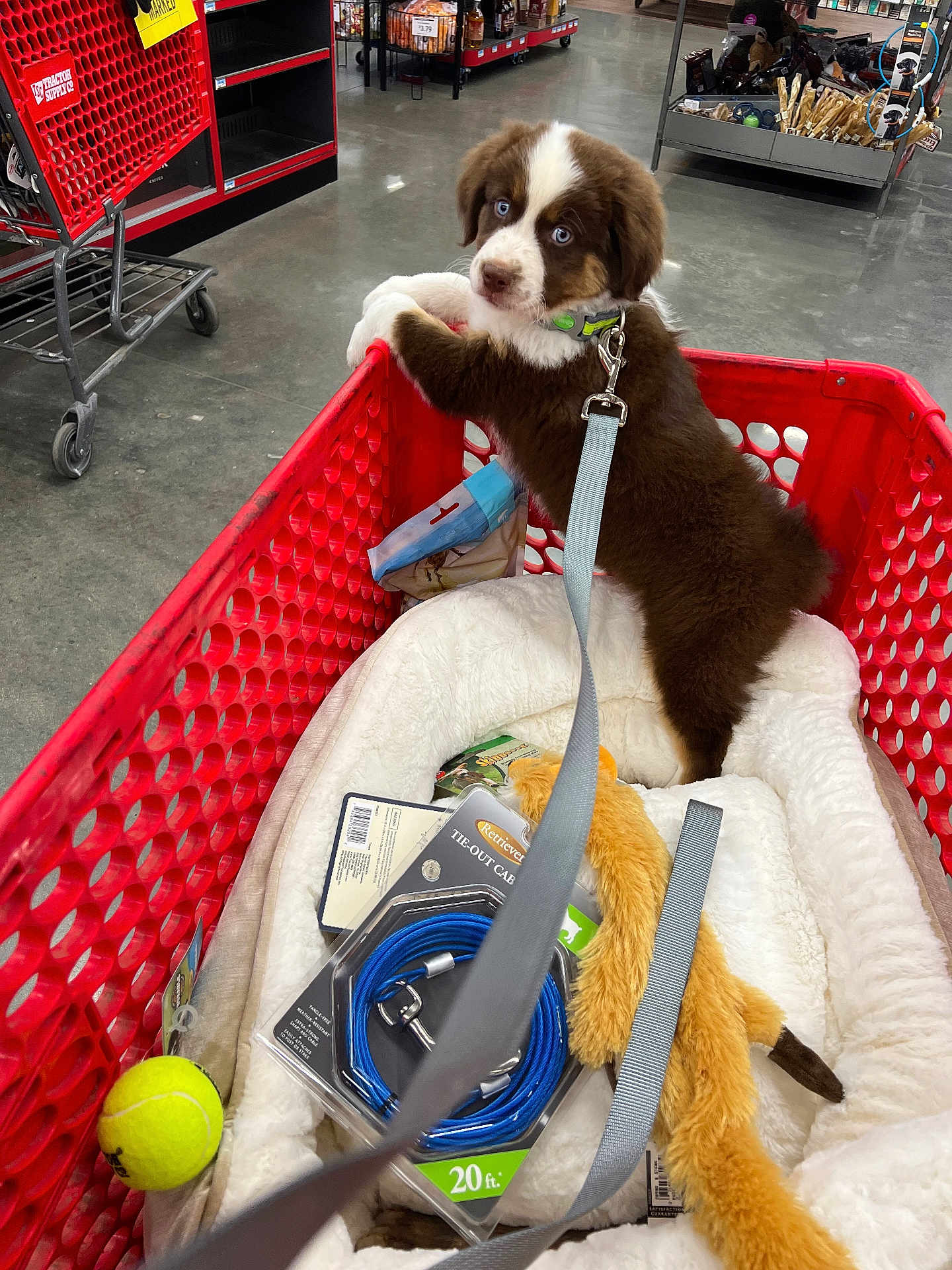 Koda joined the competition — help win amazing prizes! accessories, animal, bag, ball, basket, canine, creditcard, dog, handbag, indoors, person, pet, puppy, racket, shoppingcart, sport, tennis, tennisball, tennisracket, text