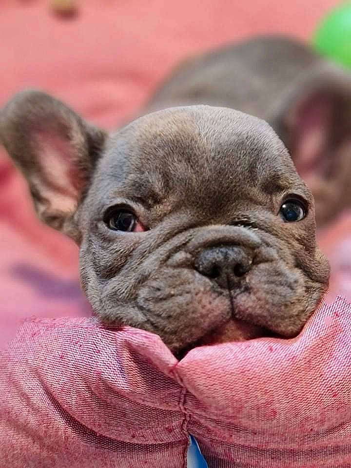 Leeroy a rejoint le concours — aidez-le/la à gagner de superbes lots ! bulldog, canidae, carnivore, close_up, collar, comfort, companion_dog, dog, dog_breed, ear, fawn, liver, molosser, non_sporting_group, snout, terrestrial_animal, toy_dog, whiskers, working_animal, wrinkle