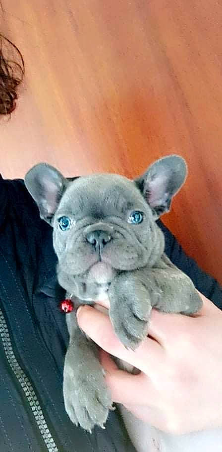 Leeroy a rejoint le concours — aidez-le/la à gagner de superbes lots ! bulldog, canidae, carnivore, comfort, companion_dog, dog, dog_breed, dog_supply, ear, eye, fawn, fur, non_sporting_group, puppy, snout, terrestrial_animal, toy_dog, whiskers, working_animal, wrinkle