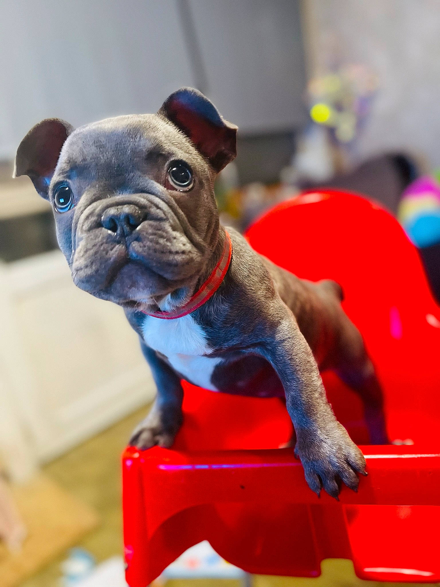 Leeroy participe au concours pour gagner de l'argent avec cette photo : bulldog, canidae, carnivore, collar, companion_dog, dog, dog_breed, dog_collar, electric_blue, fawn, french_bulldog, molosser, pug, puppy, snout, sporting_group, terrestrial_animal, toy_dog, whiskers, wrinkle