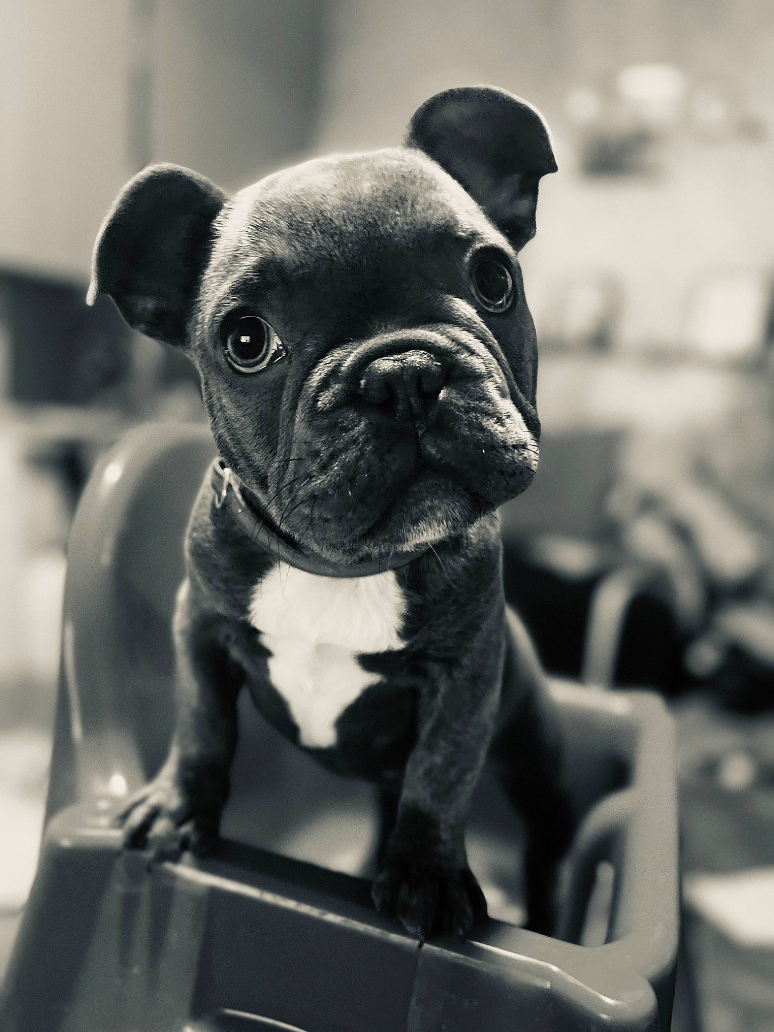 Leeroy a rejoint le concours — aidez-le/la à gagner de superbes lots ! boston_terrier, bulldog, canidae, carnivore, companion_dog, dog, dog_breed, ear, fawn, french_bulldog, molosser, monochrome_photography, pug, snout, sporting_group, terrestrial_animal, toy_dog, whiskers, working_animal, wrinkle