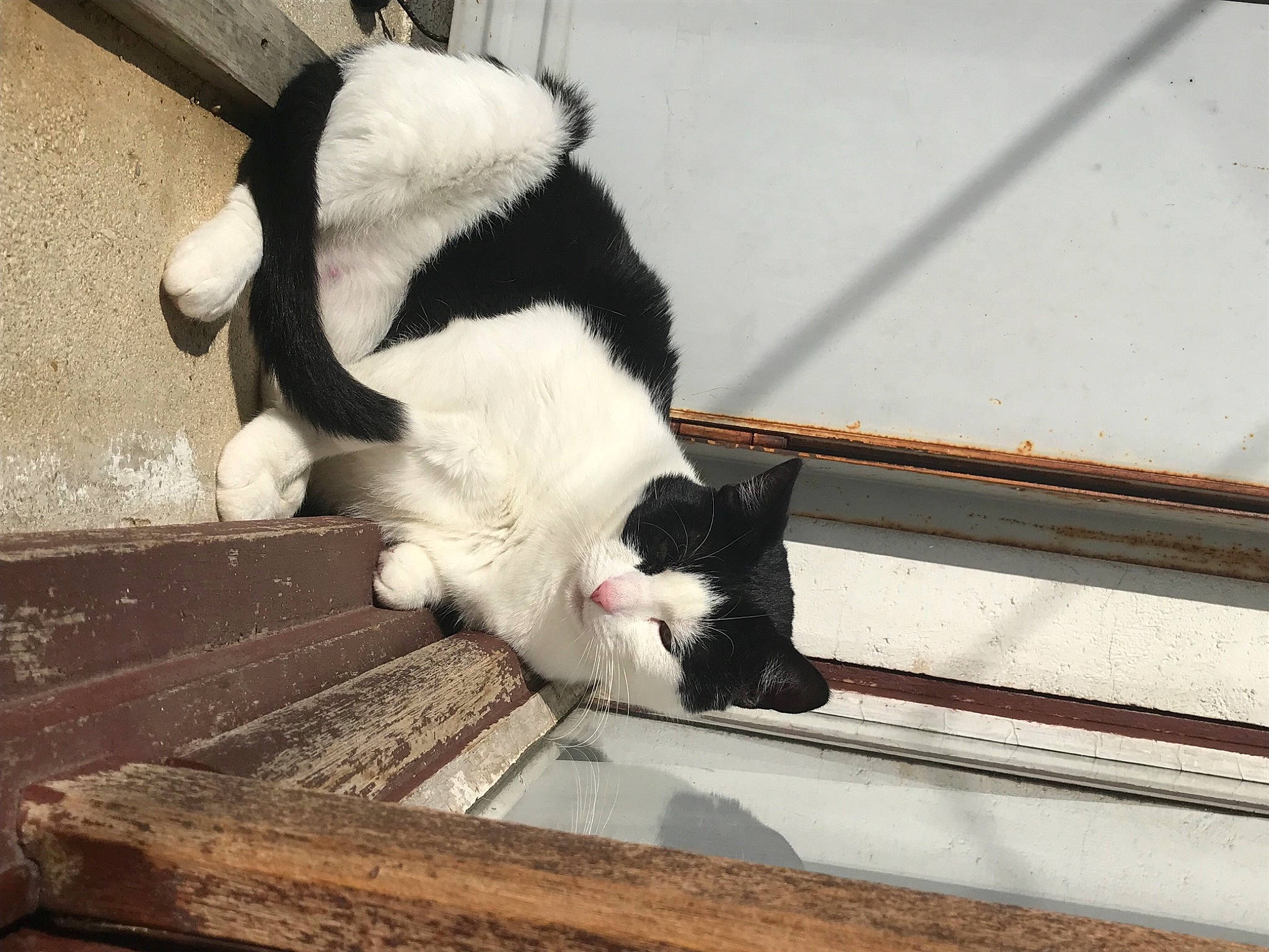 Chipette a rejoint le concours — aidez-le/la à gagner de superbes lots ! canidae, carnivore, cat, claw, domestic_short_haired_cat, eye, felidae, fur, human_leg, leg, mammal, paw, small_to_medium_sized_cats, snout, stairs, tail, vertebrate, whiskers, window, wood