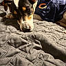 dog, puppy, pet, sleeping, lying_down, face, snout, ears, black_and_white, brown_markings, football_jersey, sportswear, blanket, bed, indoors, cozy, close_up, portrait, relaxed, home