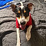 Axel Rose joined the competition — help win amazing prizes! dog, pet, animal, portrait, red_shirt, tongue_out, happy, playful, black_and_white, brown_markings, floppy_ears, pointed_ears, short_hair, front_legs, paws, bed, blanket, bedroom, indoor, close_up