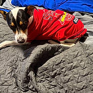 Axel Rose joined the competition — help win amazing prizes! dog, small_dog, pet, animal, lying_down, sleeping, relaxed, red_shirt, clothing, quilt, blanket, bed, bedding, blue, gray, indoors, portrait, closeup, mixed_breed, cute