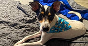 Axel Rose is registered to the contest to win money with this photo: dog, canine, pet, portrait, lying_down, bed, bedroom, blanket, quilt, bedding, blue, clothing, pajamas, patterned_fabric, black_white, brown, ears, long_legs, indoor, cozy