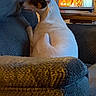 Axel Rose is registered to the contest to win money with this photo: dog, pet, animal, small_dog, white_fur, brown_fur, black_fur, sitting, couch, sofa, cushion, living_room, television, indoors, home, relaxing, funny_pose, side_view, cozy, domestic_scene