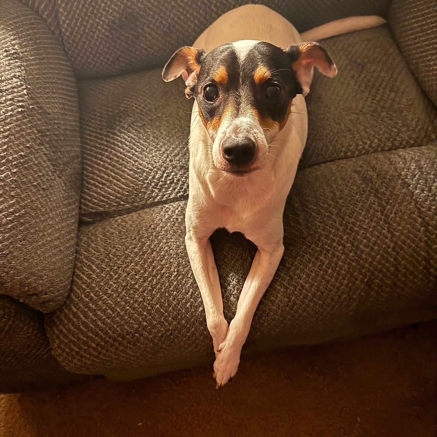 Axel Rose is registered to the contest to win money with this photo: dog, small_dog, pet, animal, sitting, lounging, couch, sofa, indoors, portrait, close_up, black_and_white, brown_markings, white_fur, floppy_ears, long_tail, crossed_legs, carpet, home, funny_pose