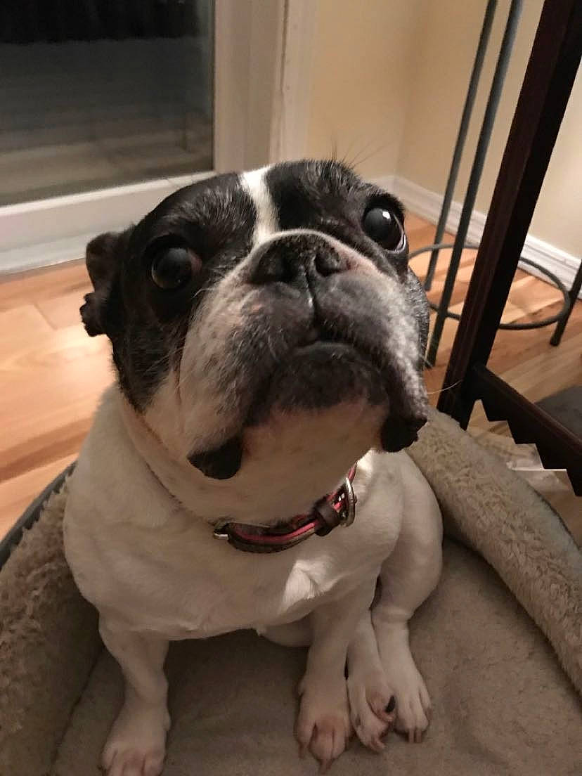 Margot is registered to the contest to win money with this photo: bulldog, canidae, carnivore, collar, companion_dog, couch, dog, dog_breed, dog_collar, fawn, flooring, french_bulldog, fur, metal, pug, whiskers, window, wood, working_animal, wrinkle