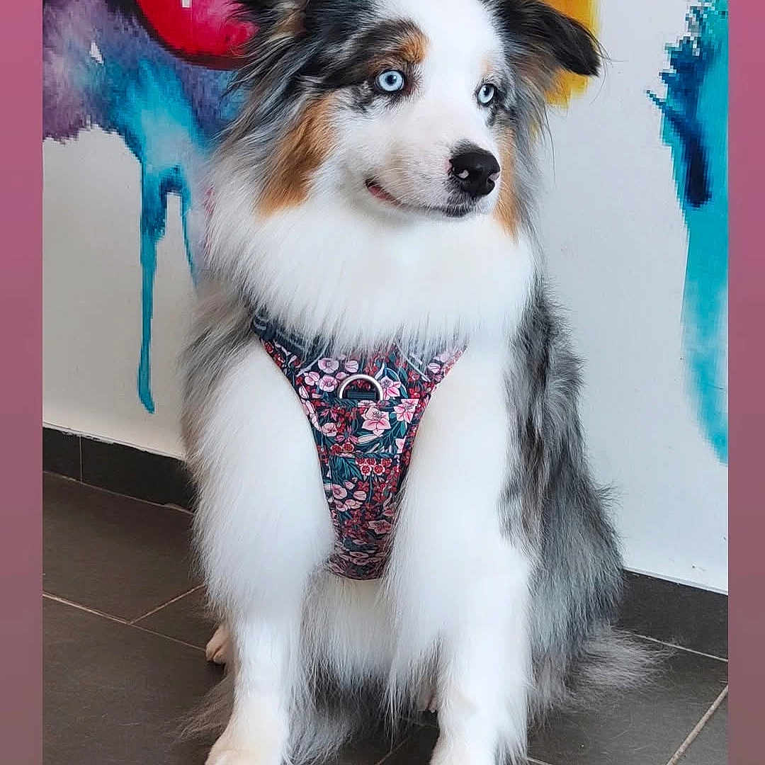 Virginie Petit a rejoint le concours — aidez-le/la à gagner de superbes lots ! accessories, animal, art, canine, clothing, cockerspaniel, costume, dog, eskimodog, face, head, husky, lingerie, papillon, person, pet, photography, portrait, puppy, underwear