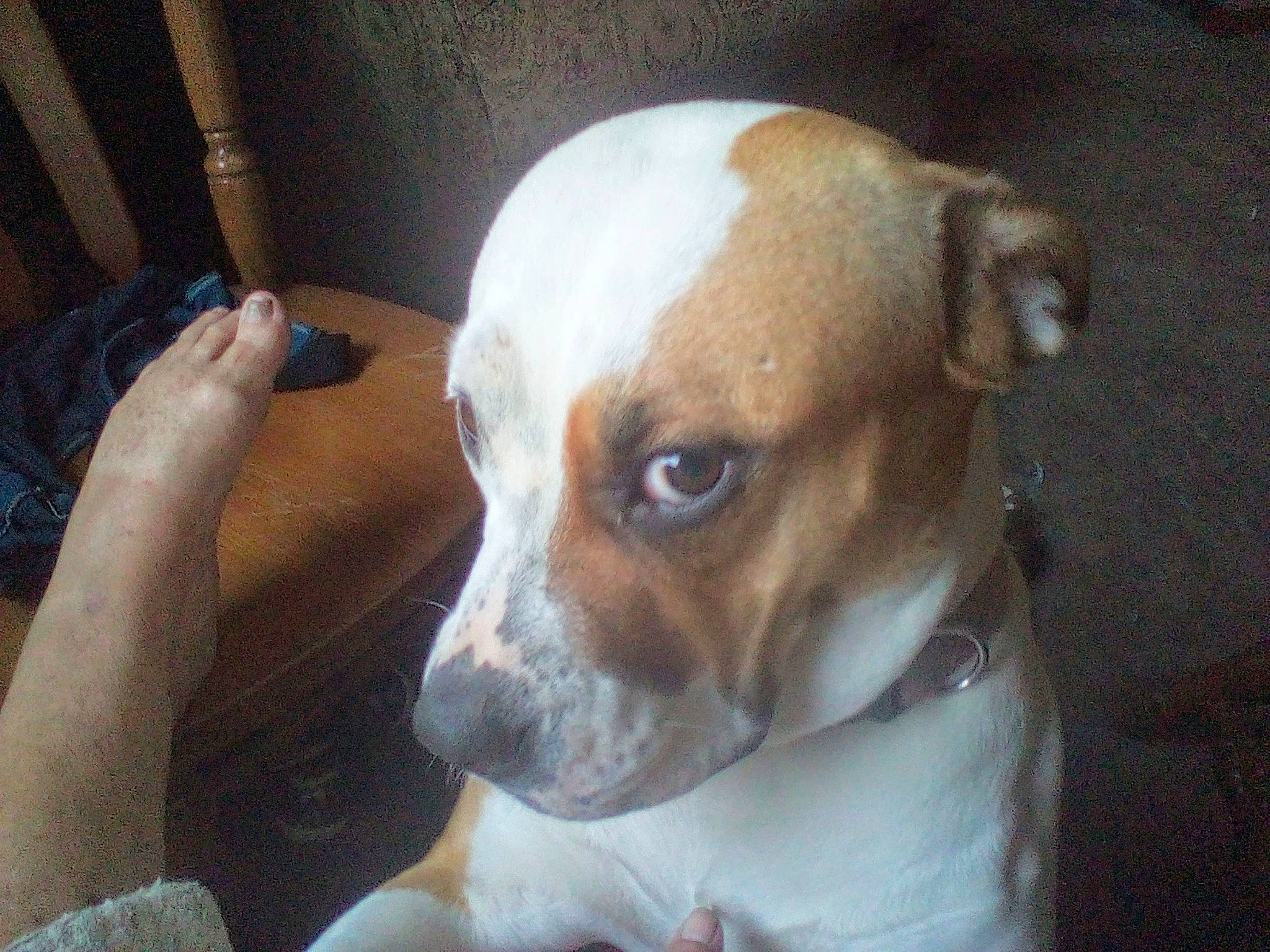 Willow joined the competition — help win amazing prizes! carnivore, collar, companion_dog, dog, dog_breed, ear, fawn, hound, irishjacks, non_sporting_group, sporting_group, whiskers, working_animal