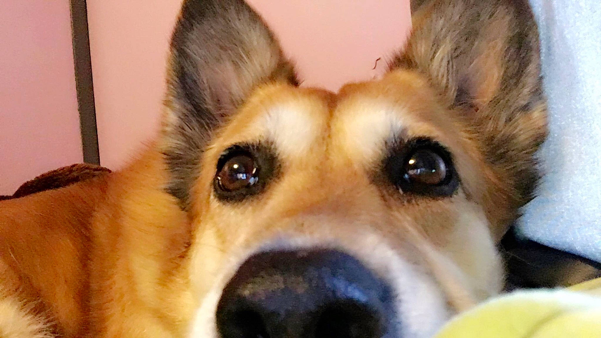 Foxy Girl joined the competition — help win amazing prizes! ancient_dog_breeds, canidae, cardigan_welsh_corgi, carnivore, companion_dog, dog, dog_breed, ear, eye, mammal, nose, organ, pembroke_welsh_corgi, puppy_love, rare_breed_dog, snout, street_dog, vertebrate, welsh_corgi, whiskers