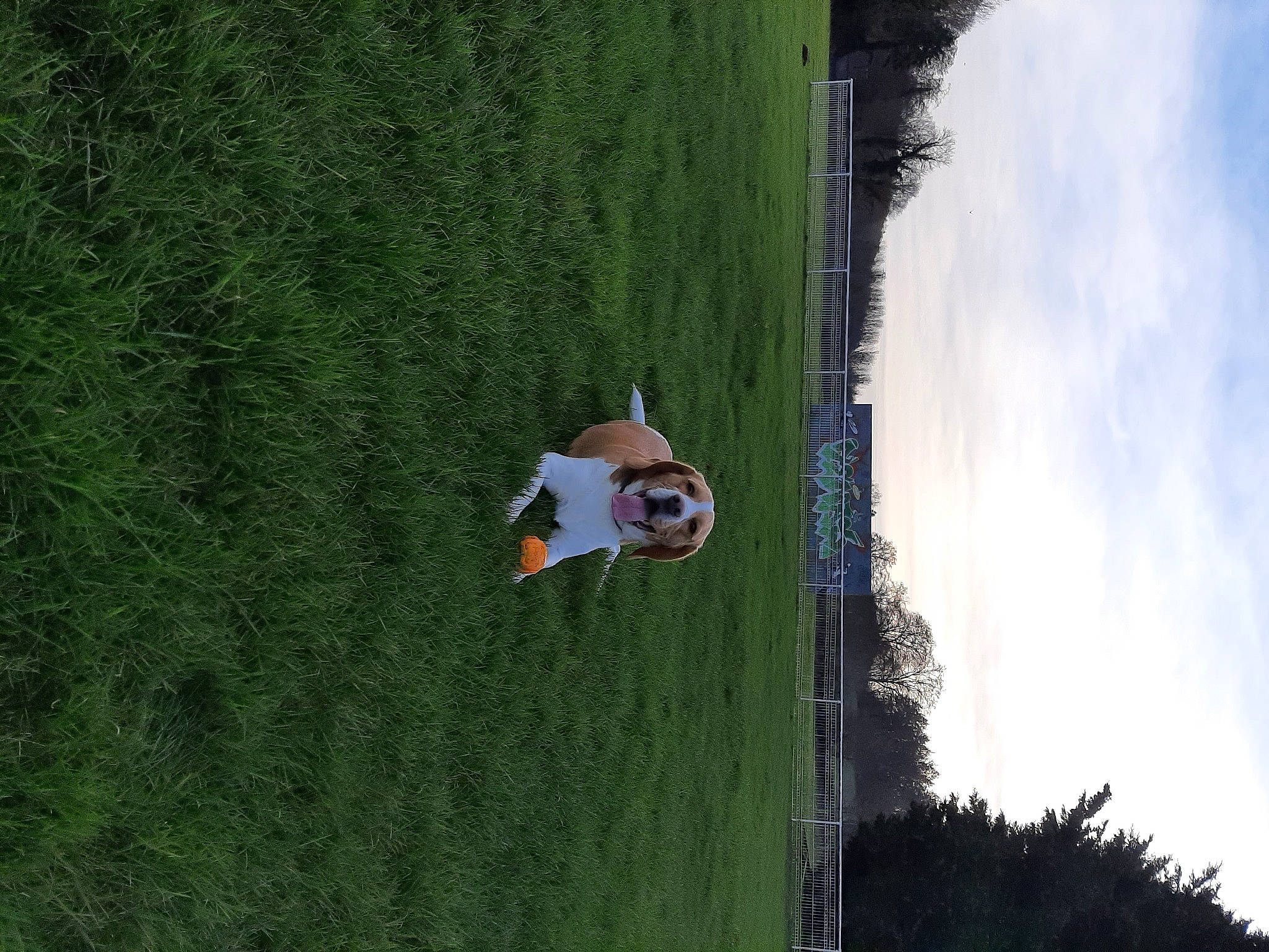 Parker a rejoint le concours — aidez-le/la à gagner de superbes lots ! adventure, cloud, dog, extreme_sport, fun, grass, landscape, leisure, pasture, plant, recreation, sky, tree, vehicle_door, water, wood