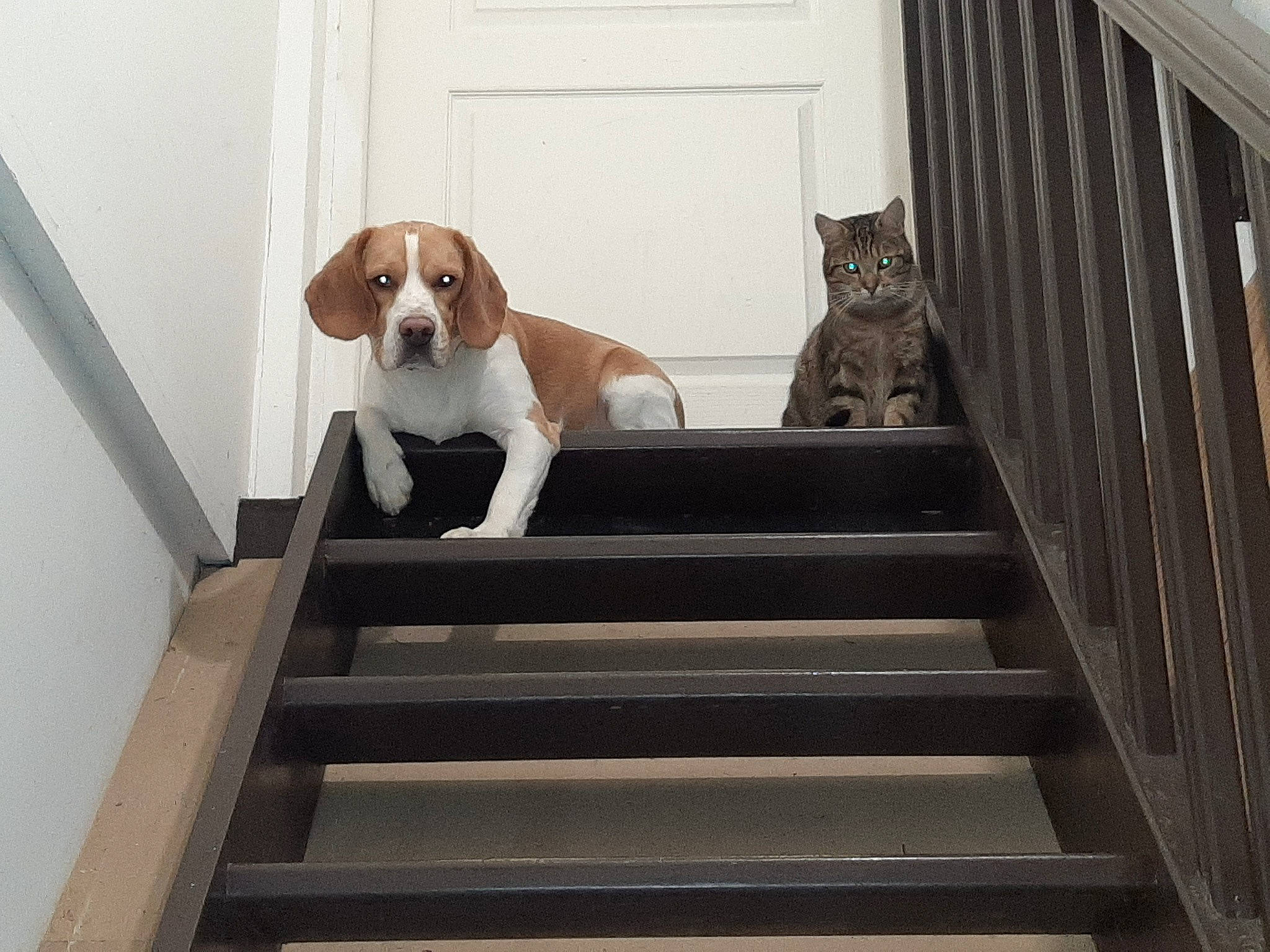 Parker participe au concours pour gagner de l'argent avec cette photo : brown, canidae, carnivore, collar, comfort, companion_dog, couch, dog, dog_breed, door, fawn, floor, hardwood, liver, pet_supply, snout, sporting_group, stairs, vehicle_door, wood