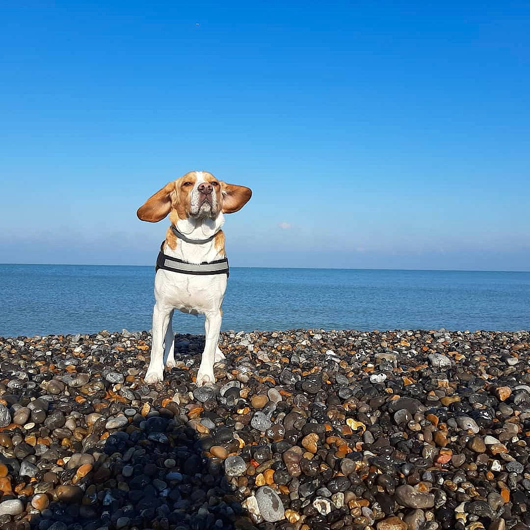 Parker a rejoint le concours — aidez-le/la à gagner de superbes lots ! beach, calm, carnivore, coastal_and_oceanic_landforms, companion_dog, dog, dog_breed, fawn, happy, horizon, landscape, leisure, people_in_nature, seabird, shore, sky, sporting_group, water, wood, working_animal