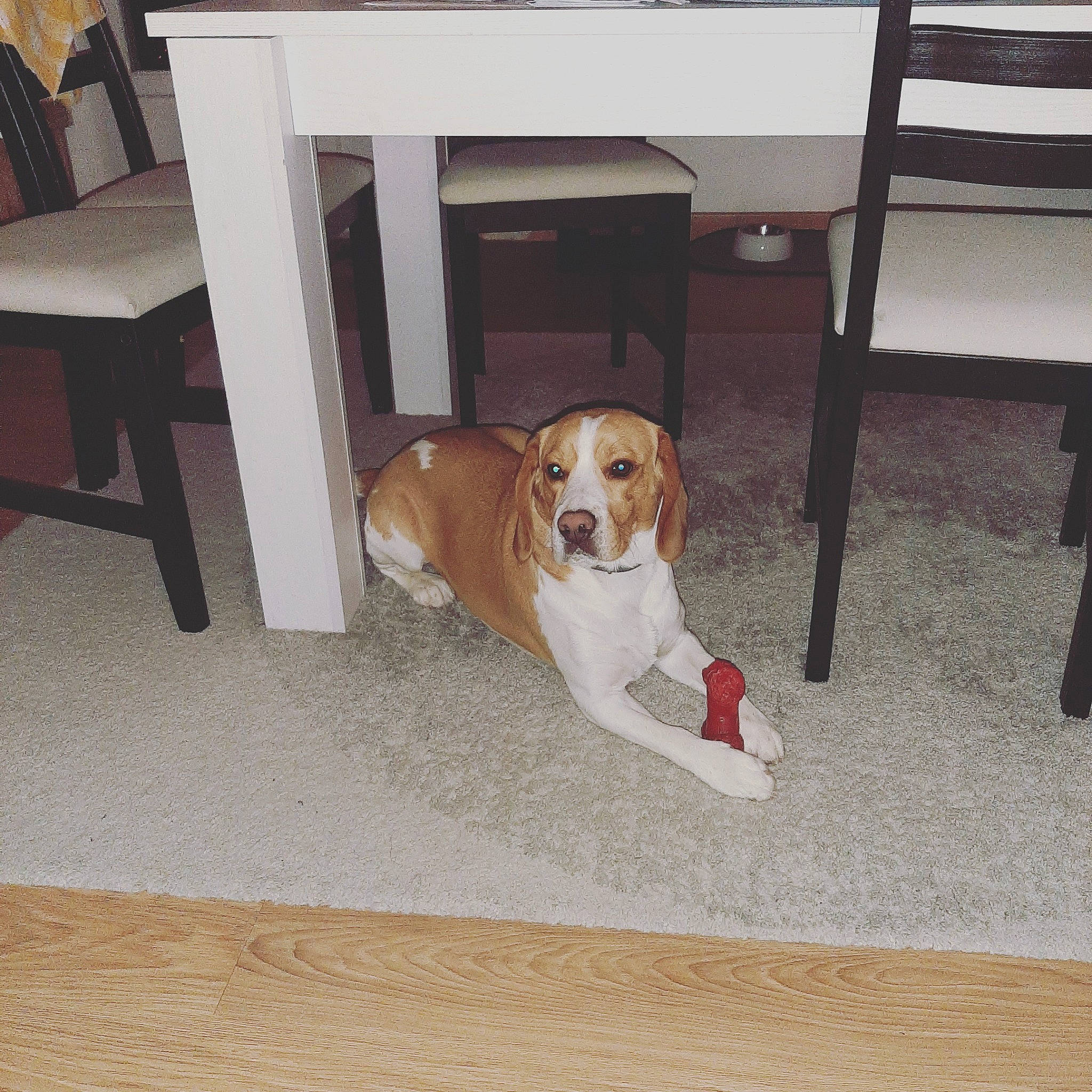 Parker a rejoint le concours — aidez-le/la à gagner de superbes lots ! carnivore, chair, collar, comfort, companion_dog, dog, dog_breed, dog_supply, fawn, floor, flooring, furniture, hardwood, hound, pet_supply, scent_hound, table, wood, wood_flooring, wood_stain