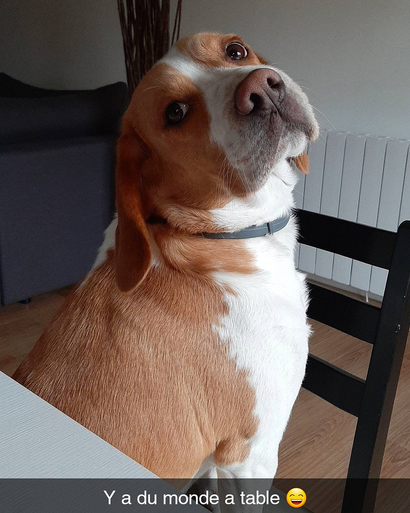 Parker participe au concours pour gagner de l'argent avec cette photo : art, canidae, carnivore, collar, companion_dog, dog, dog_breed, dog_collar, dog_supply, ear, fawn, gun_dog, hound, liver, pet_supply, snout, sporting_group, whiskers, wood, working_animal