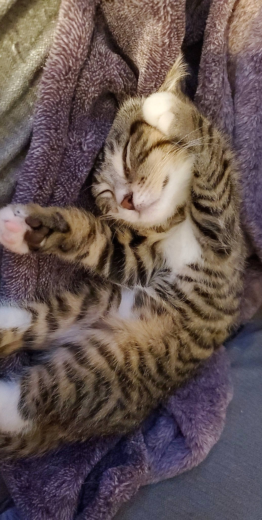 Boots joined the competition — help win amazing prizes! carnivore, cat, cat_bed, claw, comfort, domestic_short_haired_cat, fawn, felidae, fur, nap, pattern, paw, sleep, small_to_medium_sized_cats, snout, tail, terrestrial_animal, whiskers, wildlife