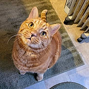 Nugget joined the competition — help win amazing prizes! animal, cat, closeup, curious, cute, domestic_cat, feline, floor, ginger_cat, home, indoor, looking_up, orange_fur, pet, portrait, radiator, rug, tabby, tile_floor, whiskers
