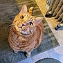 animal, cat, closeup, curious, cute, domestic_cat, feline, floor, ginger_cat, home, indoor, looking_up, orange_fur, pet, portrait, radiator, rug, tabby, tile_floor, whiskers