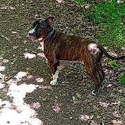 Niko participe au concours pour gagner de l'argent avec cette photo : alert, animal, brindle, brown, canine, collar, curious, daylight, dog, forest, ground, leaves, nature, outdoor, pet, standing, sunlight, tail, trees, white_paws