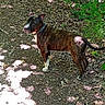alert, animal, brindle, brown, canine, collar, curious, daylight, dog, forest, ground, leaves, nature, outdoor, pet, standing, sunlight, tail, trees, white_paws