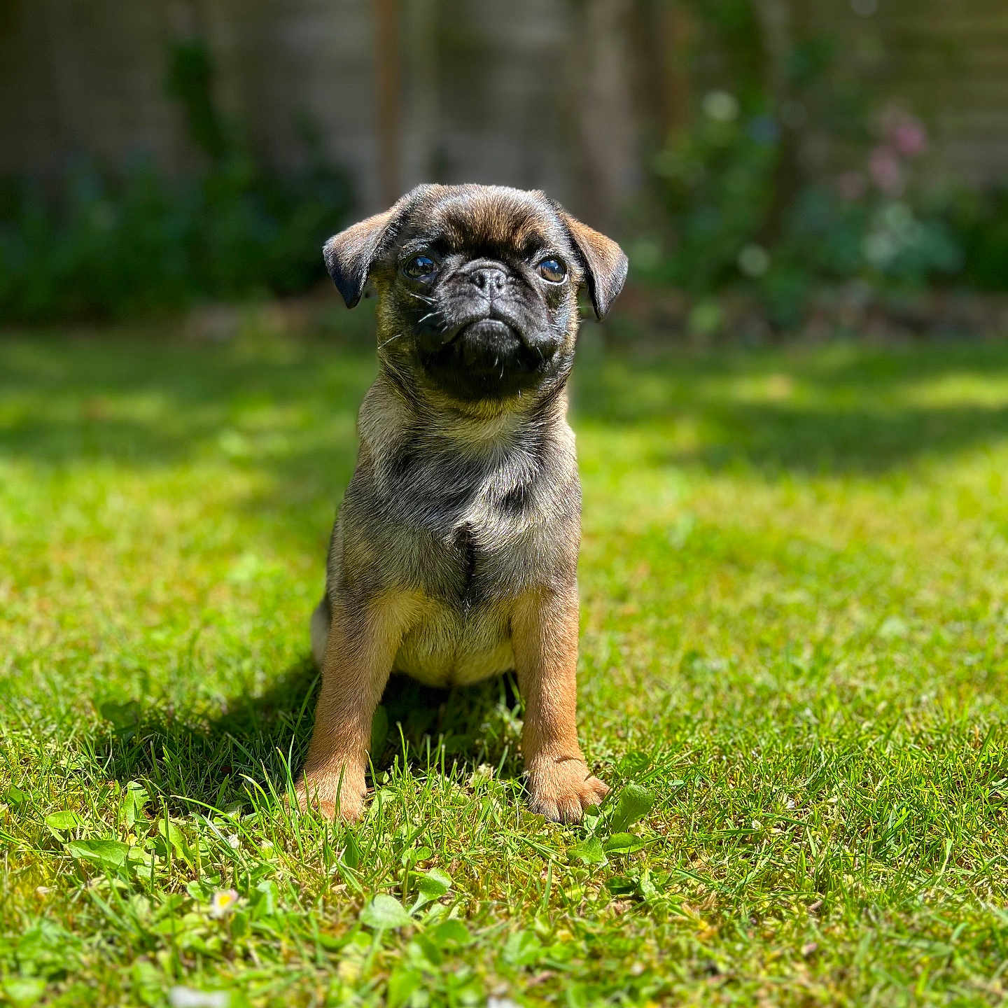 Rolo is registered to the contest to win money with this photo: animal, canine, cute, daytime, dog, ears, fur, garden, grass, green, nature, outdoor, pet, portrait, pug, puppy, sitting, small, sunlight, young