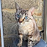 Flash participe au concours pour gagner de l'argent avec cette photo : cat, blue_eyes, sitting, feline, whiskers, indoor, pet, fur, animal, portrait, curious, stone_wall, perch, tabby, ears, soft_texture, close_up, domestic_cat, alert, furry