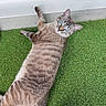 cat, blue_eyes, striped_fur, artificial_grass, sliding_door, footwear, slipper, yellow_sock, indoor_outdoor, curious, relaxed, pet, animal, feline, resting, looking_back, floor, home, door_frame, casual